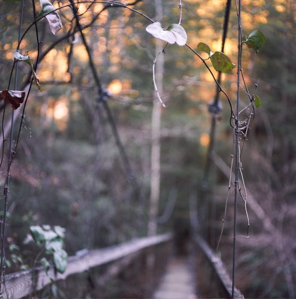 Ice on the Sheltowee Trace 8.jpg